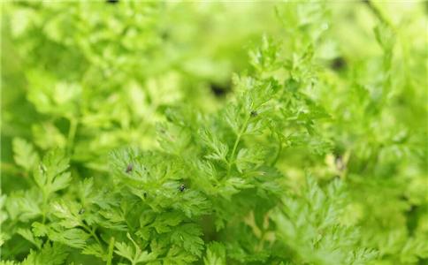 春季野菜怎么吃 推荐三种野菜健康吃法 春季吃什么野菜 春季野菜怎么吃才健康 什么野菜不能吃