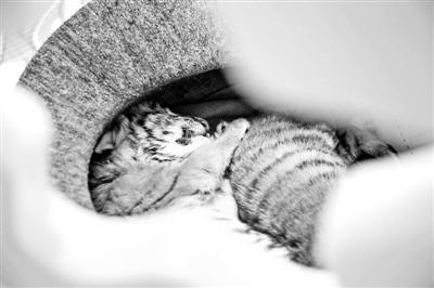 北京野生动物园开放育幼中心游客可目睹小动物看病