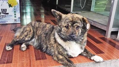 神奇！老人失踪五天四夜 小狗报信救他一命