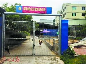 夫妻卖深圳2套房养百余流浪狗 每年花二三十万