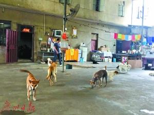 夫妻卖深圳2套房养百余流浪狗 每年花二三十万