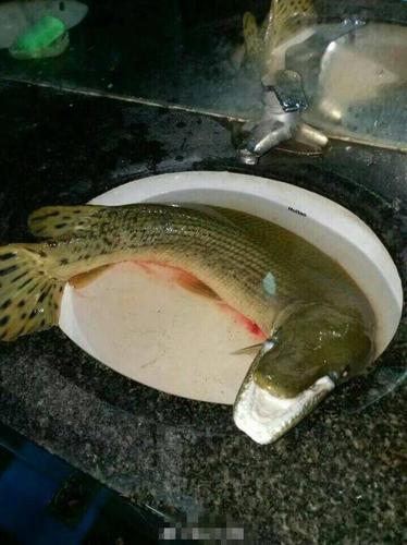 高校荷塘钓起1米长怪鱼 嘴像鳄鱼牙似锯齿 专家:吃了致命