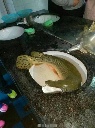 高校荷塘钓起1米长怪鱼 嘴像鳄鱼牙似锯齿 专家:吃了致命