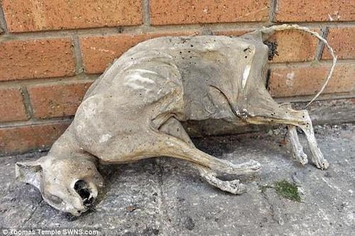 男子清理房子时发现木乃伊猫 预计已保存30多年