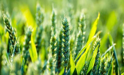 u=3640143243,556217189&fm=23&gp=0 u=3640143243,556217189&fm=23&gp=0