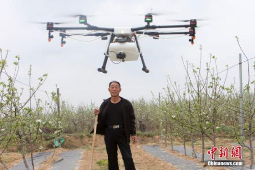一架白色无人机在果园上空盘旋。张云 摄 一架白色无人机在果园上空盘旋。张云 摄