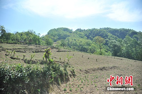 板厂村的中药材种植基地。<a target='_blank' href='http://www.chinanews.com/' >中新网</a>记者 宋宇晟 摄 点击进入下一页