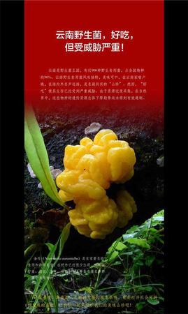 云南发首个省级物种红色名录 2625种生存受威胁