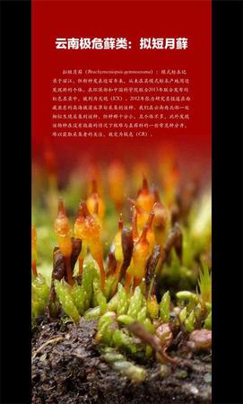 云南发首个省级物种红色名录 2625种生存受威胁