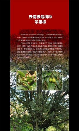 云南发首个省级物种红色名录 2625种生存受威胁