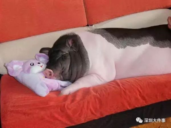 女孩把宠物猪养成400斤 女孩把宠物猪养成400斤