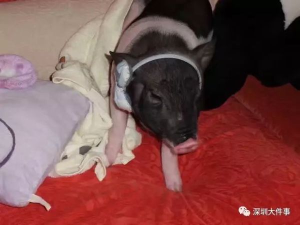 女孩把宠物猪养成400斤2 女孩把宠物猪养成400斤2