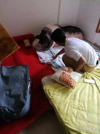 女孩把宠物猪养成400斤3 女孩把宠物猪养成400斤3