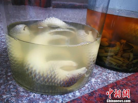 查扣的浸泡制酒穿山甲 韦雪峰 摄 查扣的浸泡制酒穿山甲 韦雪峰 摄