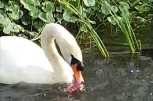 优雅不再！天鹅暴力折磨小鸭子并吞食