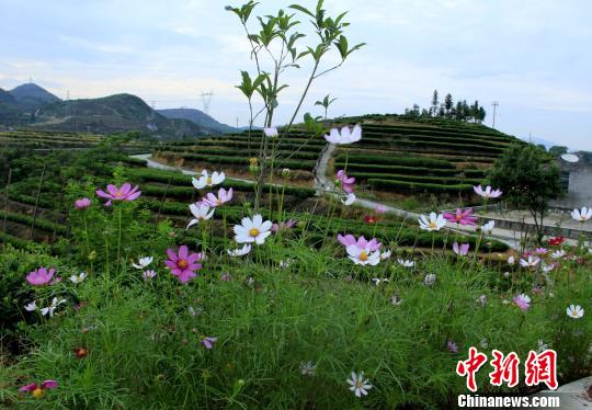 图为茶园旁格桑花盛放美不胜收?！∥馑彰?摄