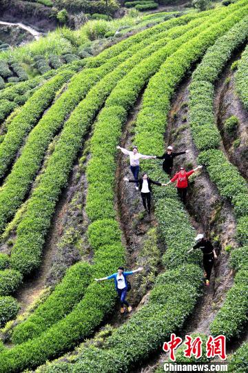 图为游客在茶园里流连忘返。　吴苏梅 摄