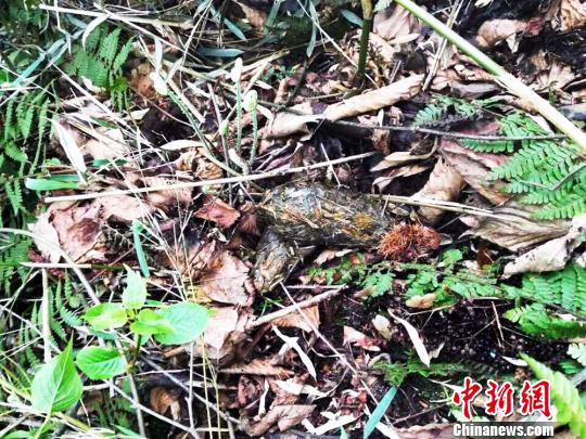 发现的大熊猫粪便?！≈有?摄