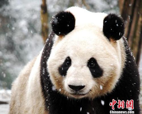 大熊猫“仙女”资料图片?!≈有?摄 大熊猫“仙女”资料图片。 钟欣 摄