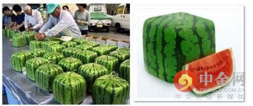 西瓜 西瓜