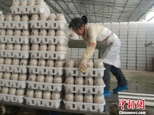 资料图：食用菌工厂的车间，一名年过五旬的贫困对象整齐地摆放好食用菌材料?！∷章烦?摄