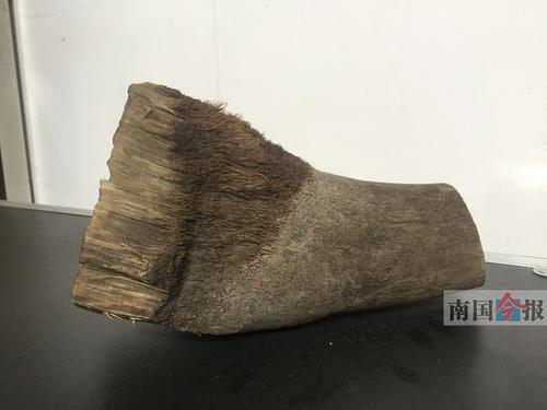 男子花几十万买犀牛角给小孩治病 涉嫌犯罪被刑拘