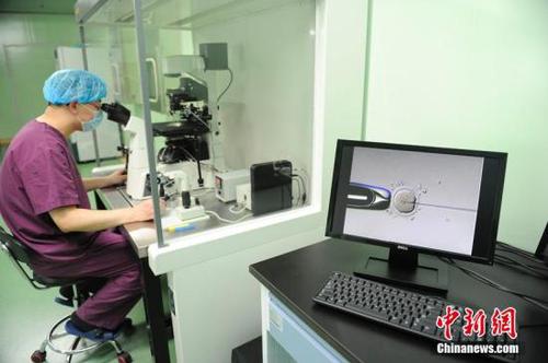 资料图:医生在做卵胞浆单精子注射。张瑶 摄 点击进入下一页