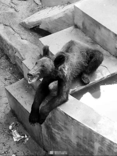 枯瘦的小熊与平时人们心中熊的形象相差很多   图自新乡市人民公园动物园及微博网友@lxfyghy 点击进入下一页