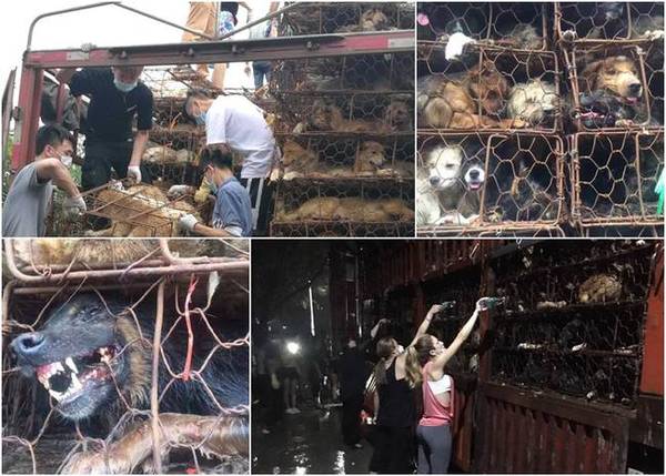 广州爱狗人士拦车救上千条待宰犬