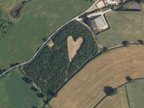 橡树林中间有块心形草地。（图片来源：谷歌地图）