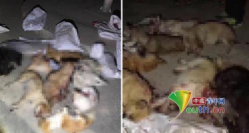 兰州大量流浪狗被棒杀 城管道歉并称以后依规捕捉