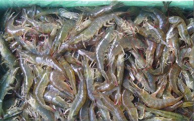 t01129919be0e396645 t01129919be0e396645