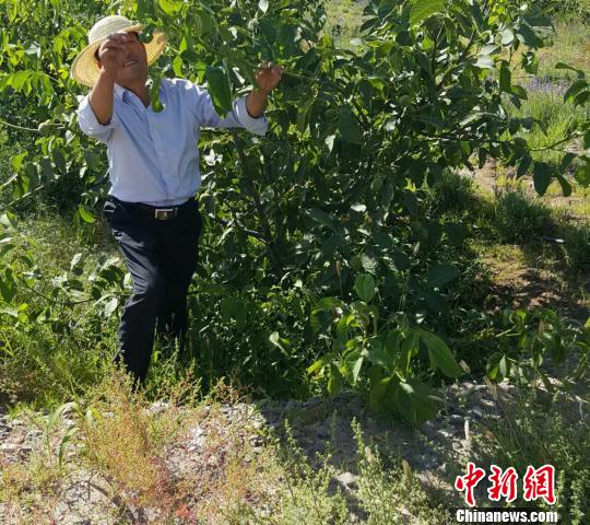 甘肃张掖戈壁“造绿人”：挖石换土植绿荒滩（图）