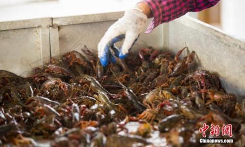 资料图片，养殖户在捕捞小龙虾。傅建斌 摄 