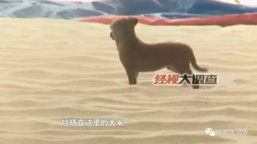 发霉大米晾晒后再包装变知名品牌 公安介入调查