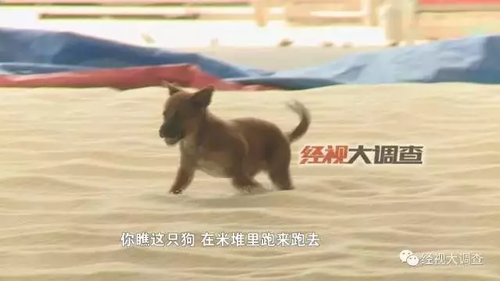 发霉大米晾晒后再包装变知名品牌 公安介入调查