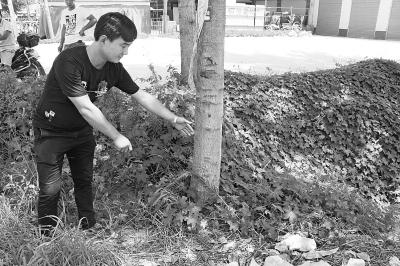 周口一小伙勇抓歹徒 开车猛追10分钟将其逼倒