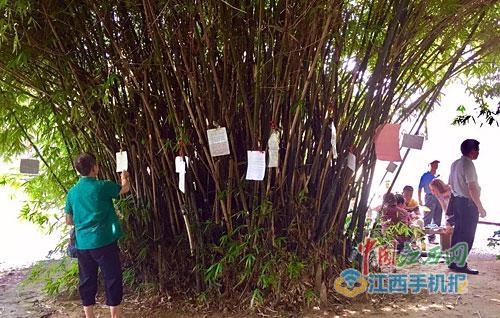 相亲资料被贴在树上 相亲资料被贴在树上