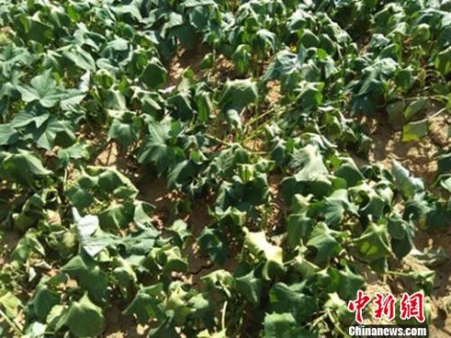  图为甘肃陇南徽县连续高温暴晒下，红薯藤卷曲?！≈有?摄