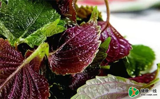 紫苏益处多 夏天吃点能开胃