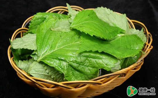 海鲜轻微过敏喝点苏叶水解毒