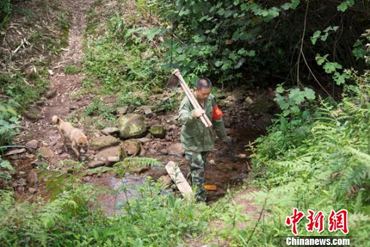 护林如爱家四川叙永退伍老兵守护山林15年如一日