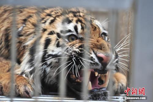 资料图。<a target='_blank' href='http://www.chinanews.com/' _fcksavedurl='http://www.chinanews.com/'></table>中新社</a>记者 刘冉阳 摄