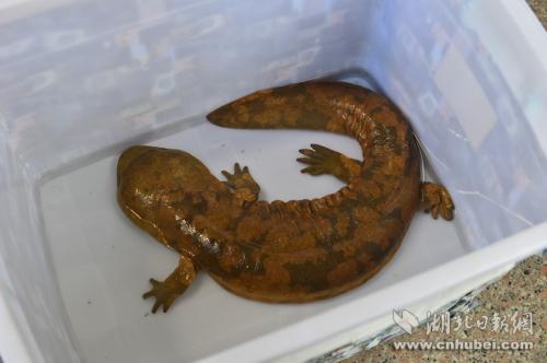 辽宁教师夫妻驱车奔赴咸丰，只为让这条宝贝娃娃鱼“回家”。