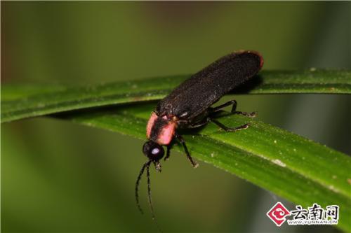 中科院昆明动物研究所 董志巍 摄 点击进入下一页