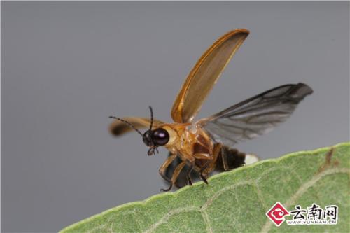 中科院昆明动物研究所 董志巍 摄 点击进入下一页