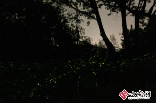 中科院昆明动物研究所 董志巍 摄 点击进入下一页