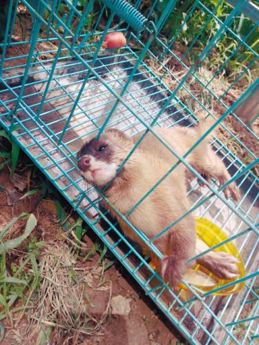 被抓住的小黄鼠狼 点击进入下一页