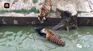 曾活驴喂虎的动物园涉9500万经济纠纷 开庭无果