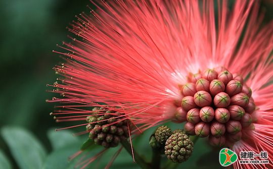 合欢花解忿 黄花菜忘忧